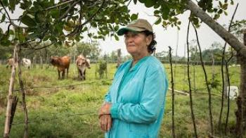 Mainstreaming Sustainable Cattle Ranching in Colombia