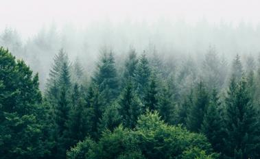Norway, UK and USA Come Together to Pledge Approximately $280 Million to Sustain the World’s Forests