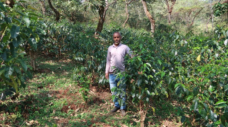 Farmer Abdo Aba Macca stands next to some of his rejuvenated coffee trees. Credit: TechnoServe