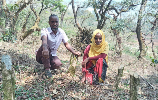 Farmer couple Abdo Aba Macca (left) and Kanzi Haji in Ethiopia’s Jimma Zone show some of their stumped coffee tree field. Credit: TechnoServe